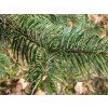 Jedle kalifornská  Abies bracteata