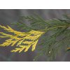 Pazerav sbíhavý 'Aureovariegata'  Calocedrus decurrens 'Aureovariegata'