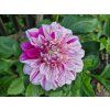 Jiřina 'Peppermint Splash'  Dahlia 'Peppermint Splash'