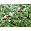 Smrk liťiangský var. rubescens  Picea likiangensis var. rubescens