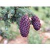 Smrk liťiangský var. rubescens  Picea likiangensis var. rubescens