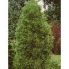 Borovice limba 'Stricta'  Pinus cembra 'Stricta'