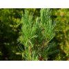 Borovice limba 'Stricta'  Pinus cembra 'Stricta'