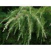 Cedr himalájský 'Albospica'  Cedrus deodara 'Albospica'