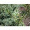 Borovice himalájská 'Nana'  Pinus wallichiana 'Nana'