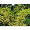 Jerlín japonský 'Flavirameus'  Sophora japonica'Flavirameus'