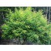 Jerlín japonský 'Flavirameus'  Sophora japonica'Flavirameus'