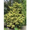 Jedlovec kanadský 'Everitt's Golden'  Tsuga canadensis 'Everitt's Golden'
