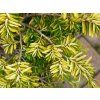 Jedlovec kanadský 'Everitt's Golden'  Tsuga canadensis 'Everitt's Golden'