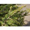 Jedlovec kanadský 'Gable'  Tsuga canadensis 'Gable'