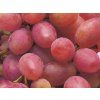 Réva vinná 'Trojka Krainowa'  Vitis vinifera 'Trojka Krainowa'