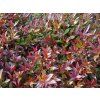 Leucotoe 'Scarletta'  Leucothoe walteri 'Scarletta'