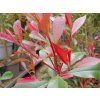 Blýskavka Fraserova 'Carré Rouge'  Photinia x fraseri 'Carré Rouge'