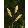 Bizoní tráva - Buchloe dactyloides  Buchloe dactyloides