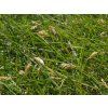 Bizoní tráva - Buchloe dactyloides  Buchloe dactyloides