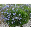 Zvonek lžičkolistý 'Advance Blue' - Campanula cochleariifolia 'Advance Blue'  Campanula cochleariifolia 'Advance Blue'