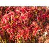 Acer Seiryu (2)