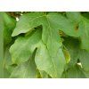 Javor babyka 'William Caldwell'  Acer campestre 'William Caldwell'