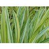 Rákosovka velká 'Mulled Wine' - Hakonechloa macra 'Mulled Wine'  Hakonechloa macra 'Mulled Wine'