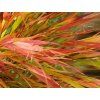 Rákosovka velká 'Nicolas' - Hakonechloa macra 'Nicolas'  Hakonechloa macra 'Nicolas'