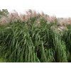Ozdobnice obrovská 'Meidl' - Miscanthus floridulus 'Meidl'  Miscanthus floridulus 'Meidl'