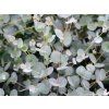Blahovičník gunnii  Eucalyptus gunnii