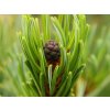 Borovice zakrslá 'Glauca'  Pinus pumila 'Glauca'