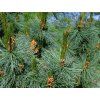 Borovice zakrslá 'Glauca'  Pinus pumila 'Glauca'