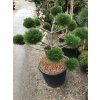Borovice černá 'Brepo'  Pinus nigra 'Brepo'