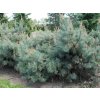 Borovice lesní 'Repens'  Pinus sylvestris 'Repens'