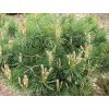 Borovice lesní 'Repens'  Pinus sylvestris 'Repens'
