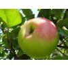 Jabloň 'Batul'  Malus domestica 'Batul'