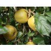 Jabloň 'Parkerovo'  Malus domestica 'Parkerovo'