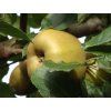 Jabloň 'Parkerovo'  Malus domestica 'Parkerovo'