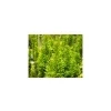 Tis červený 'Green Rocket'  Taxus baccata 'Green Rocket'