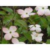 Dřín japonský 'Stellar Pink'  Cornus kousa'Stellar Pink'