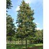 Lípa žlutavá 'Glenleven'  Tilia × flavescens 'Glenleven'