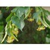 Lípa žlutavá 'Glenleven'  Tilia × flavescens 'Glenleven'
