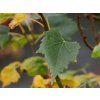 Lípa mongolská 'Buda'  Tilia mongolica 'Buda'