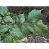 Jilm drsný  Ulmus glabra