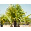 Trachycarpus Fortunei  Trachycarpus fortunei