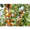 Meruňka 'Ceglédská nachová'  Prunus armeniaca 'Ceglédská nachová'