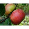 Jabloň 'Discovery'  Malus domestica 'Discovery'