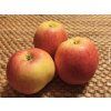 Jabloň 'James Grieve'  Malus domestica 'James Grieve'