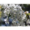 Třešeň 'Stella'  Prunus avium 'Stella'