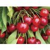 Třešeň 'Stella'  Prunus avium 'Stella'