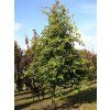 Tupela lesní 'Big Lady'  Nyssa sylvatica 'Big Lady'