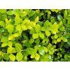 Cesmína vroubkovaná 'Golden Gem'  Ilex crenata 'Golden Gem'