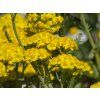 Achillea clypeolata 'Little Moonshine'