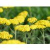 Řebříček tařinkový 'Little Moonshine' - Achillea clypeolata 'Little Moonshine'  Achillea clypeolata 'LittleMoonshine'
